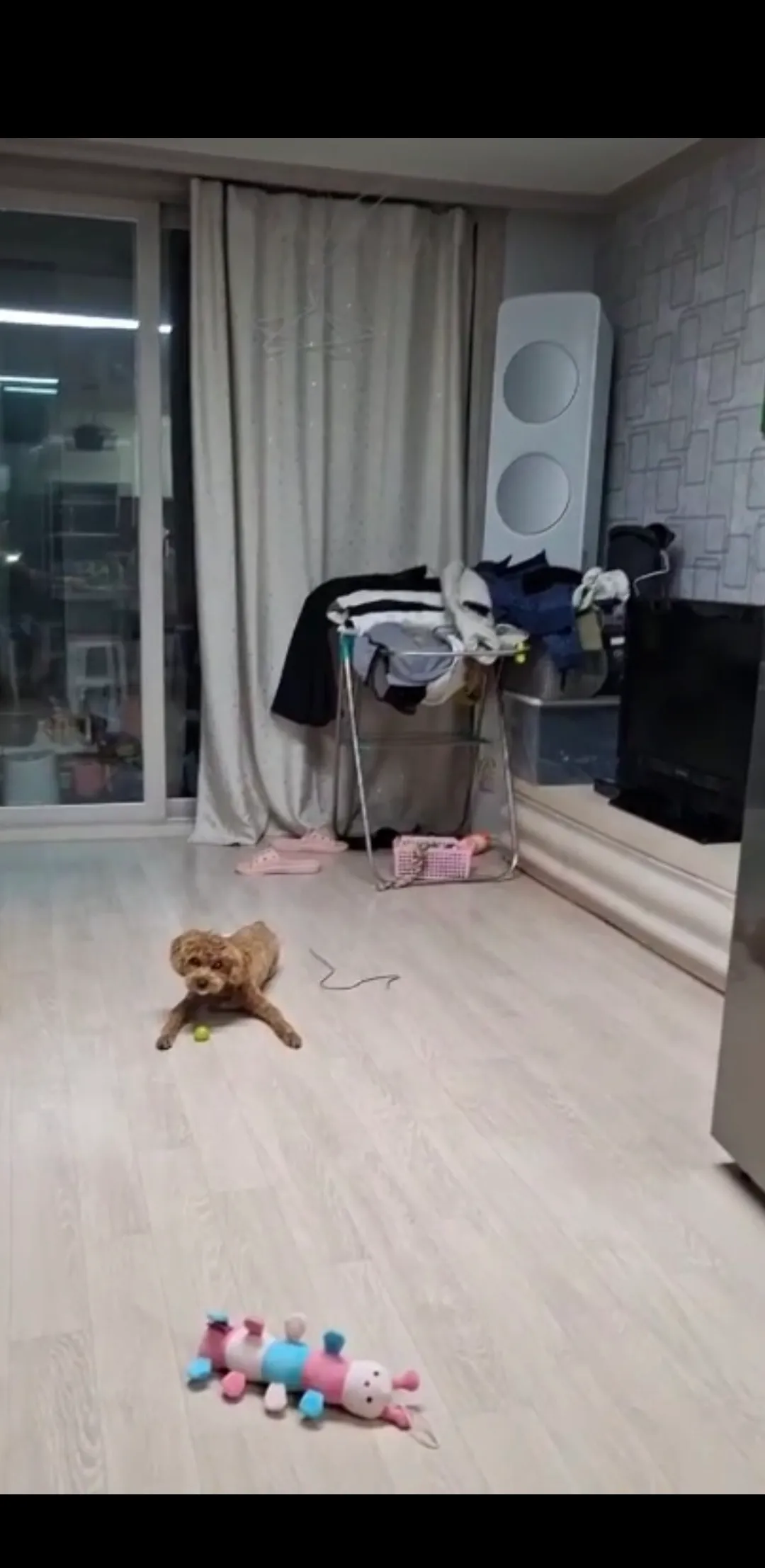 하 아빠엄마 강아지 샤인머스캣을왜줘;;2