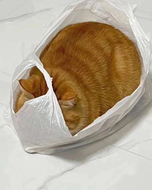 봉지에서 식빵굽는 치즈냥이 