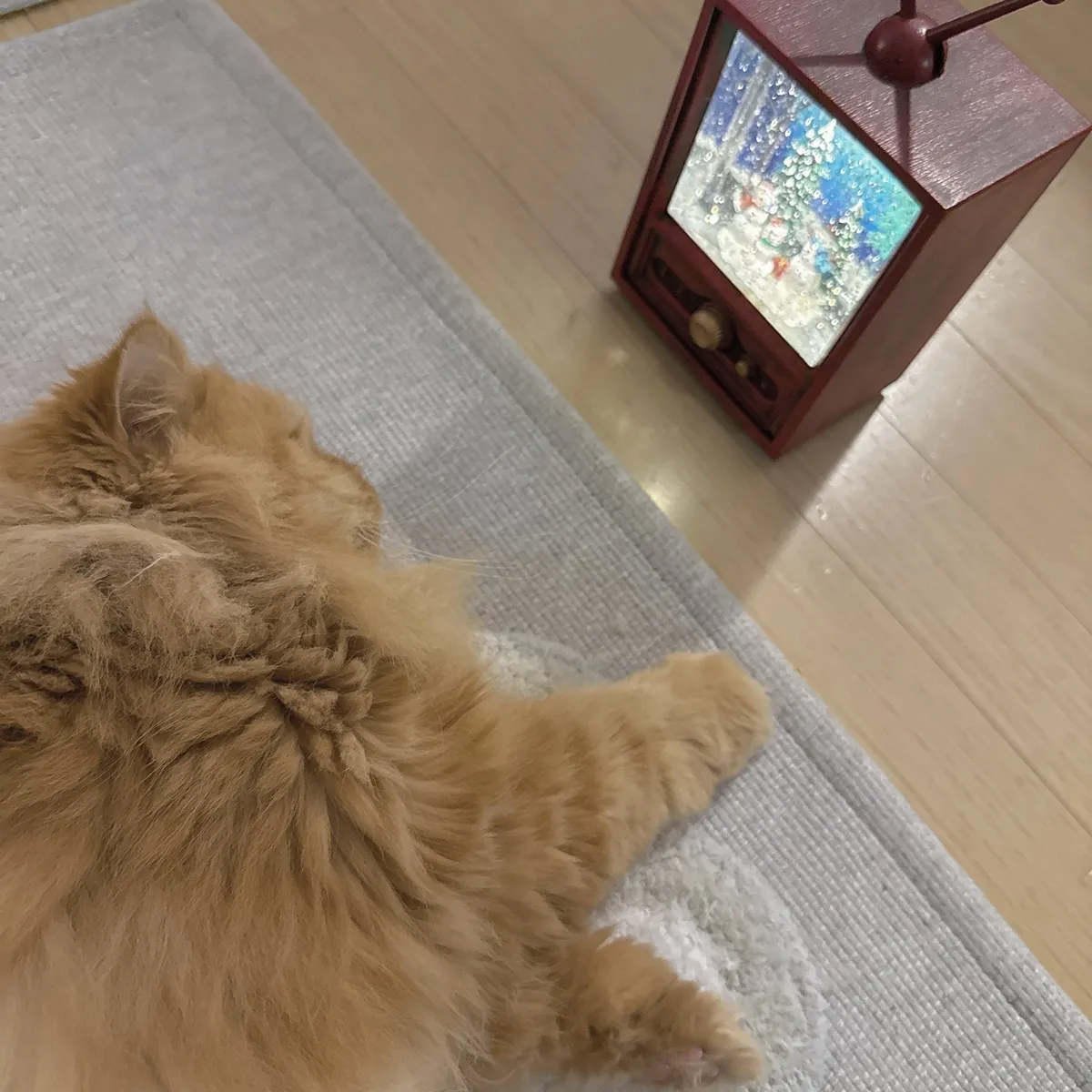오르골에 빠진 냥이