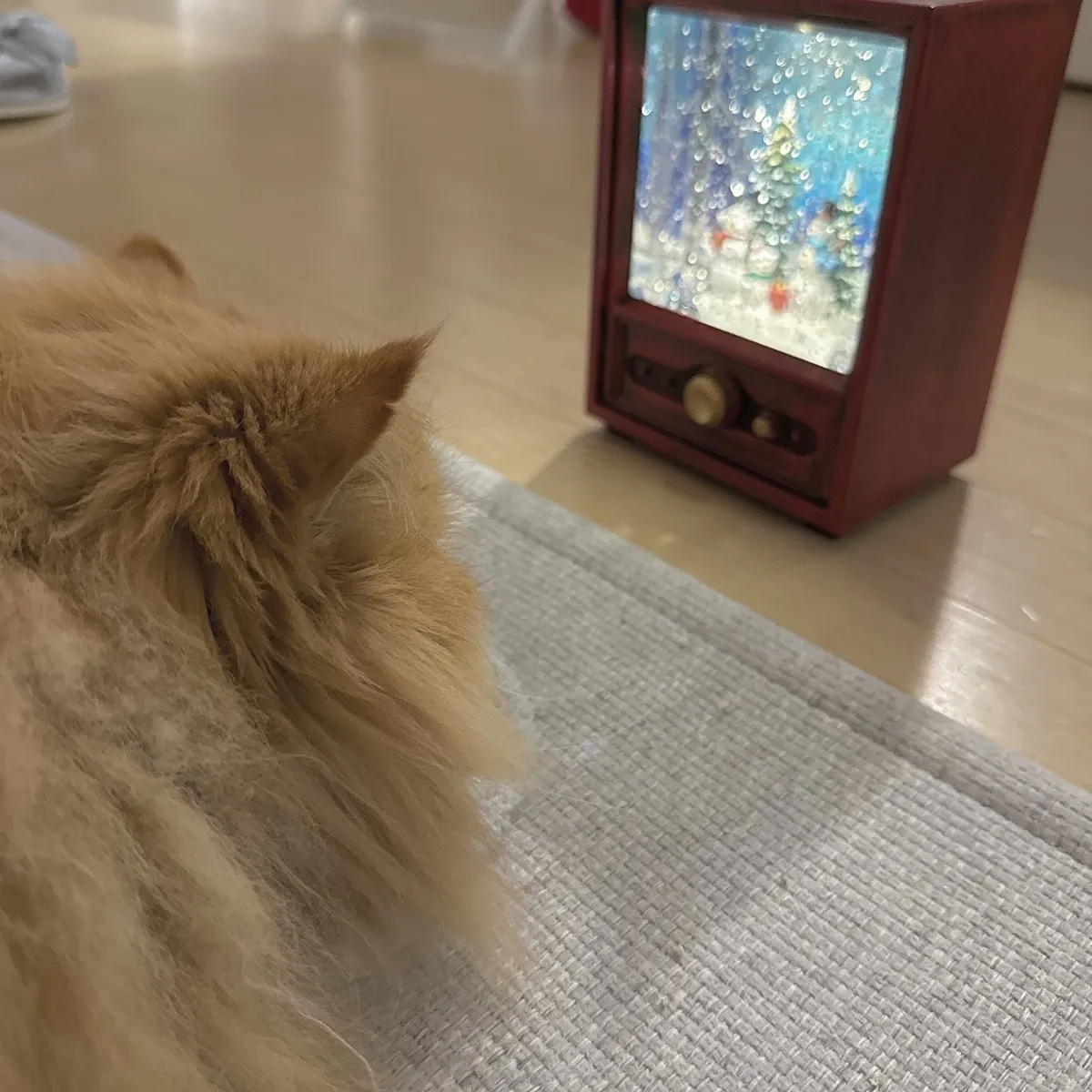 오르골에 빠진 냥이2