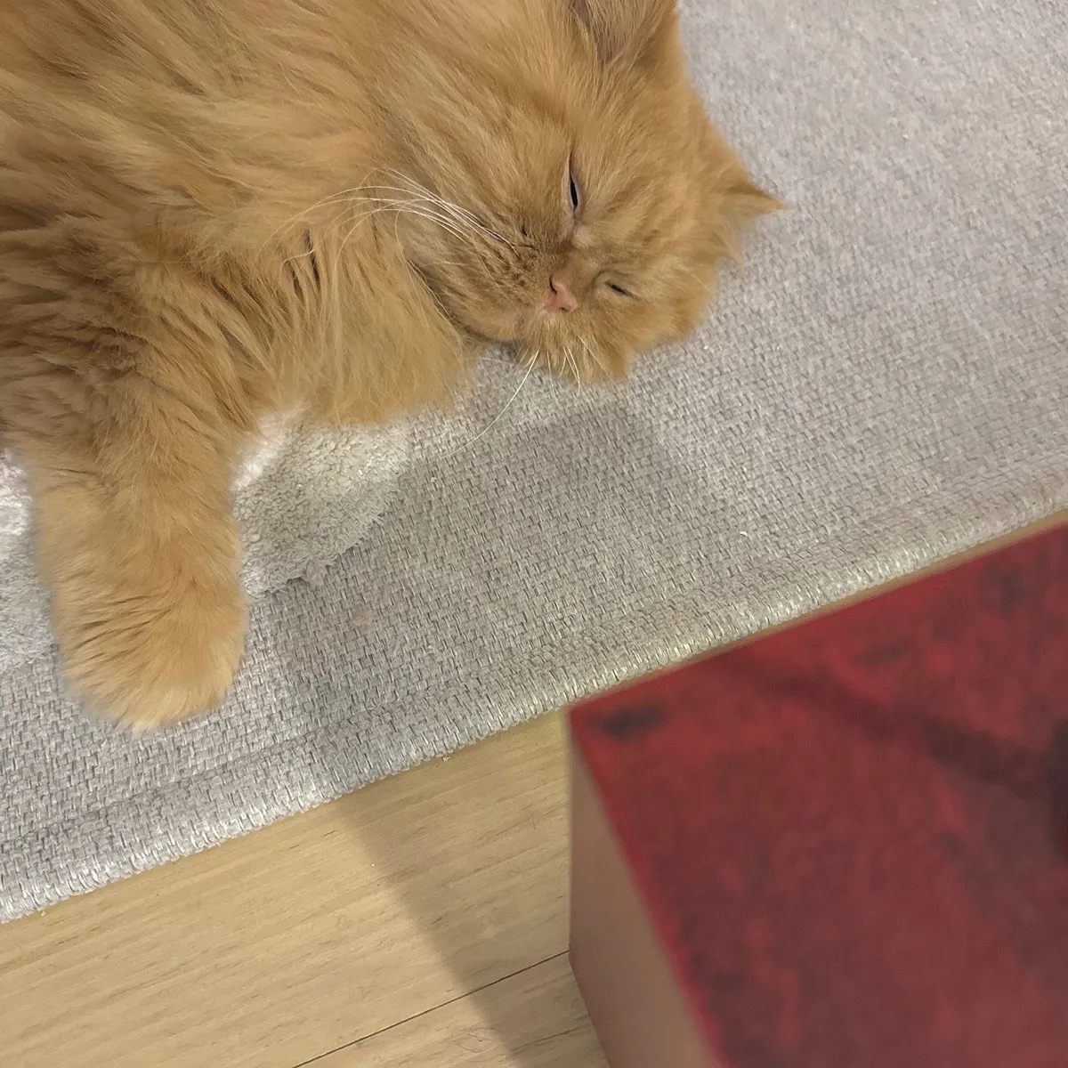 오르골에 빠진 냥이3