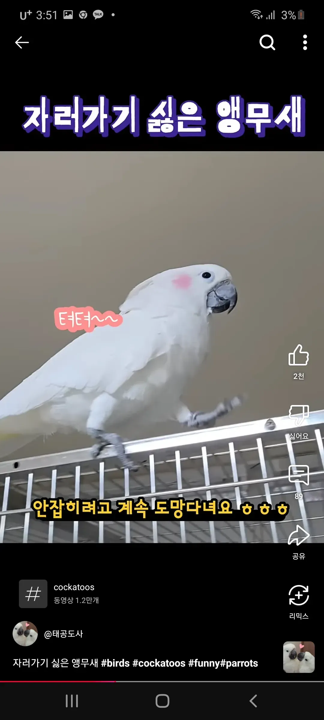 심심해서 써본 버블 언니들 유형 정리 댓글