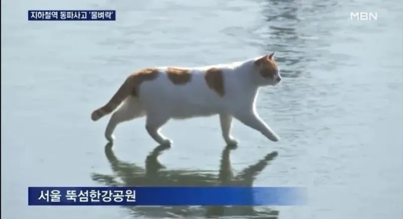 옛날에도 봤던거 같더라니 댓글