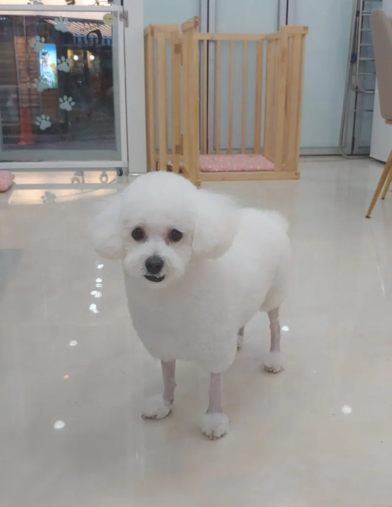 강아지 키우는언니들 미용 이렇게해봐요