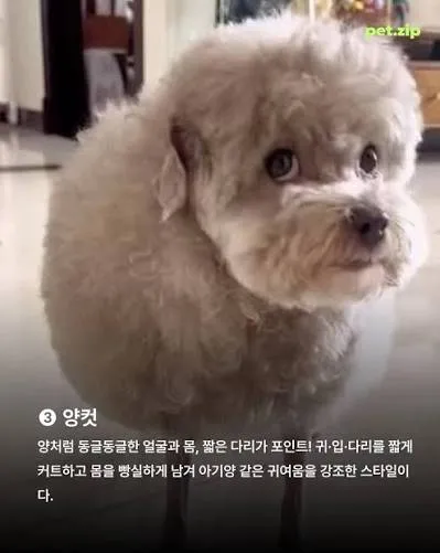 강아지 키우는언니들 미용 이렇게해봐요2