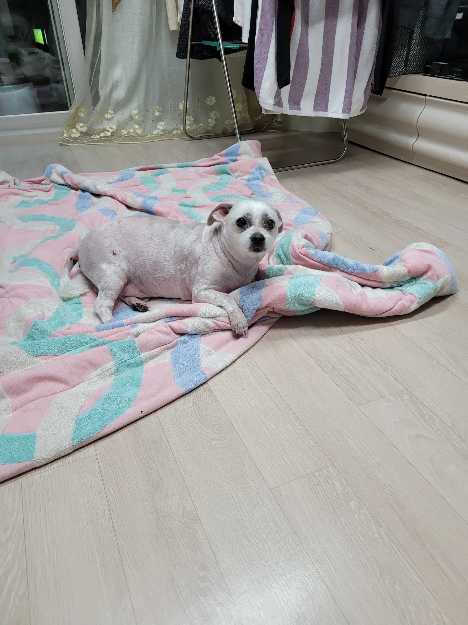 첫사랑처럼 강아지도 처음키우던강아지못잊죠?