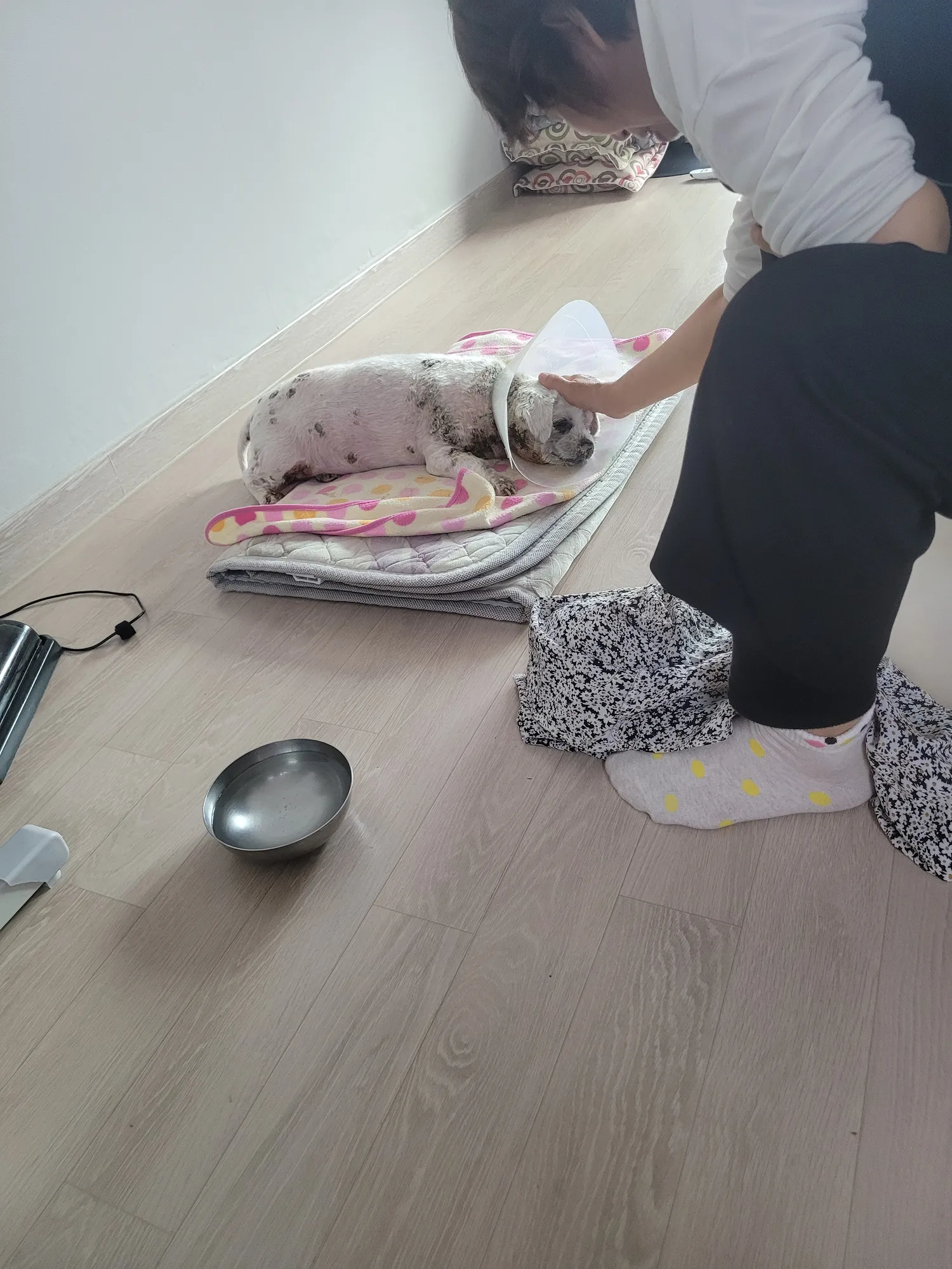 첫사랑처럼 강아지도 처음키우던강아지못잊죠?2
