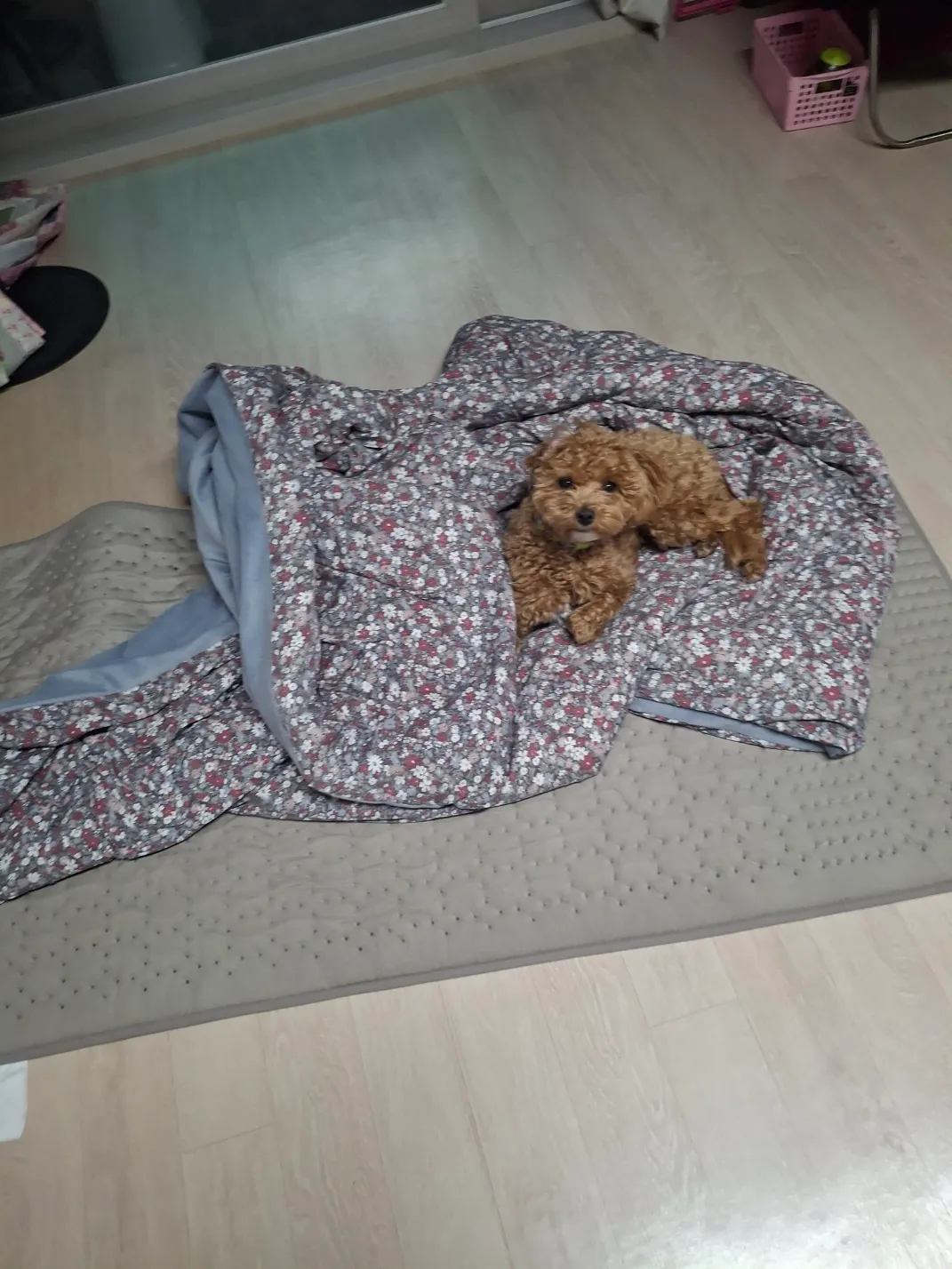 첫사랑처럼 강아지도 처음키우던강아지못잊죠? 댓글