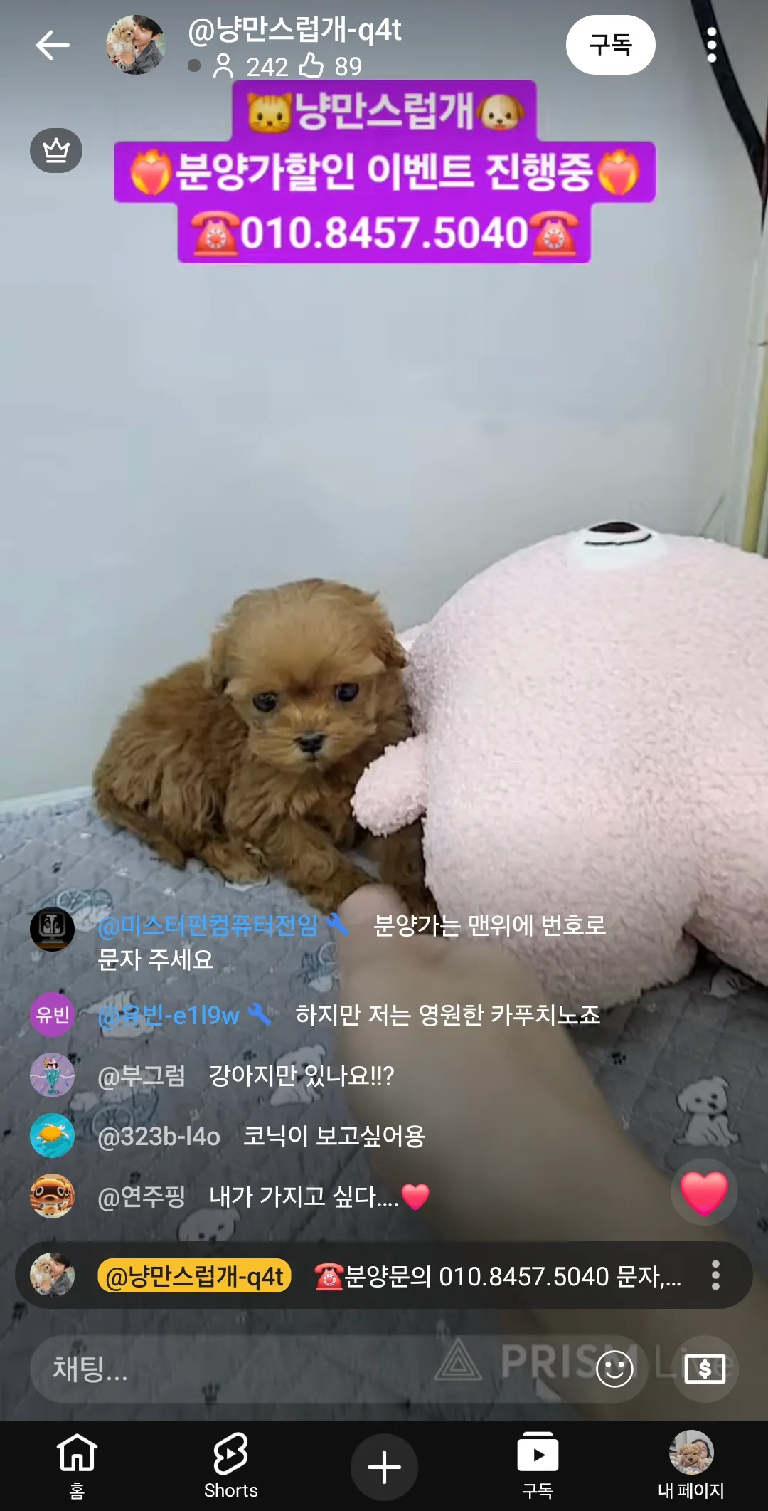 언니들 혼자살면서 개키우면힘드나요2