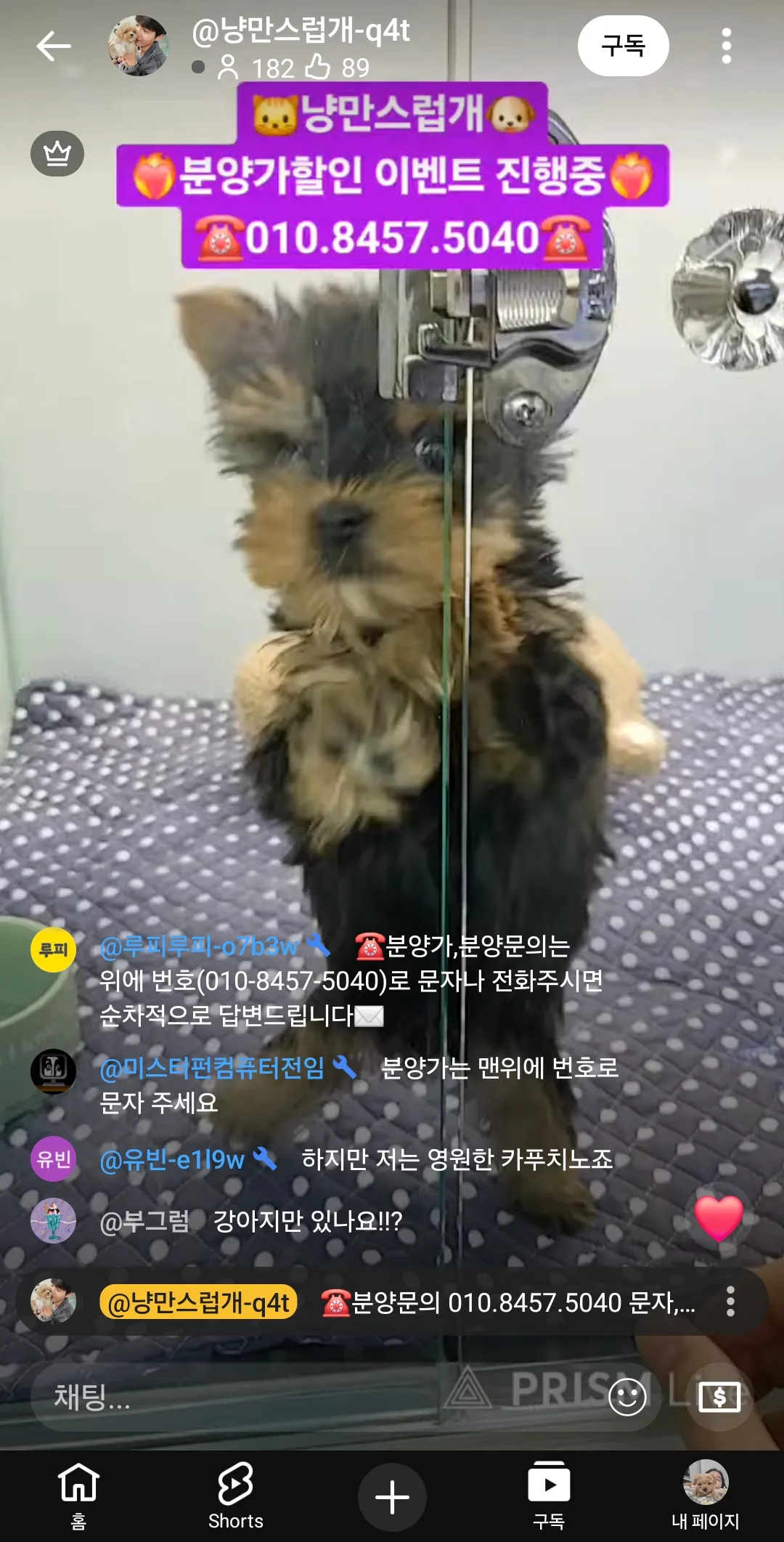 언니들 혼자살면서 개키우면힘드나요3