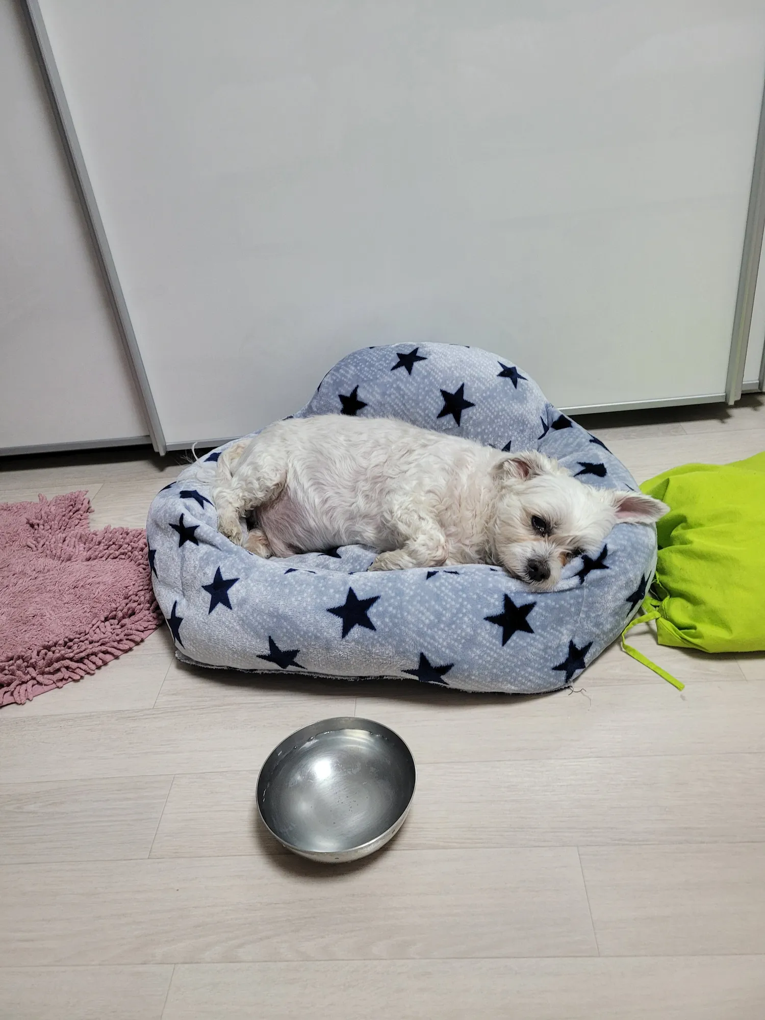 강아지키우는언니들 그래도 일하고오면2